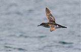 Fluttering Shearwater